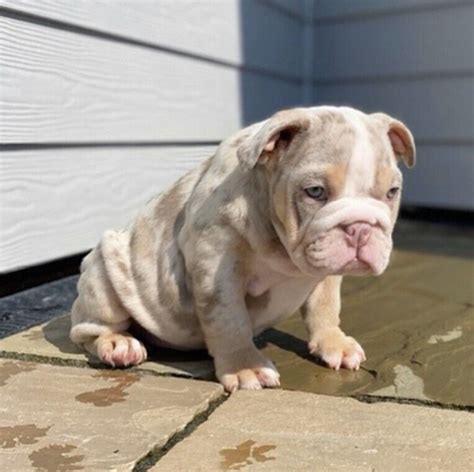 Lilac tri merle english bulldog price - The finest studs on Planet Merle Home of Merlin aka Triple Crown “Mr. $20K from the UK” son of Wonder Boy of the UK “the best fully suited Stud on the planet!” . Puppies for Sale 